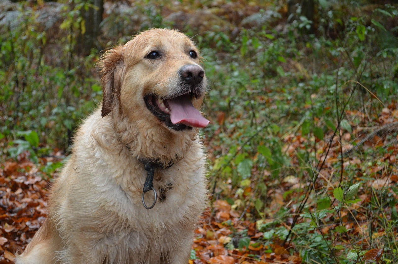 The Benefits of Allergy Relief Support Dog Chews